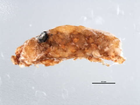 Image of Mealybug