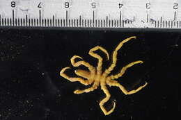 Image of Chelicerates