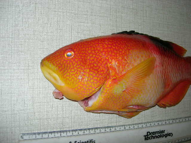 Image of Golden-spot hogfish