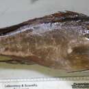 Image of White Grouper