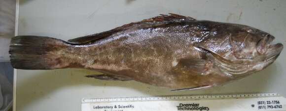 Image of White Grouper