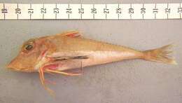 Image of Indian Ocean spiny gurnard