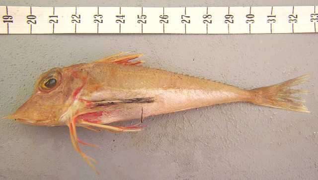 Image of Indian Ocean spiny gurnard