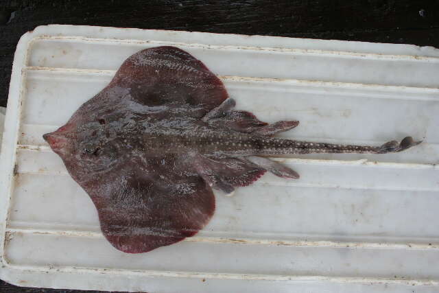 Image of Ghost skate