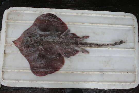 Image of Ghost skate