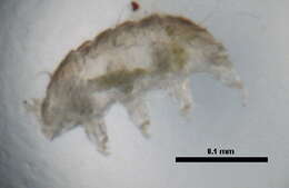 Image of Echiniscoidea