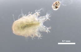 Image of Echiniscoidea