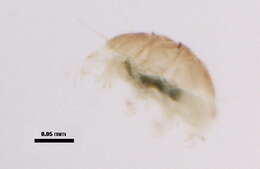 Image of Echiniscoidea