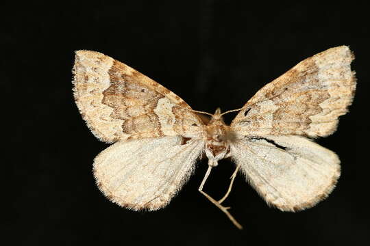 Image of Eulithis destinata Möschler 1860