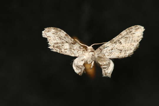 Image of <i>Eupithecia niphadophilata</i>