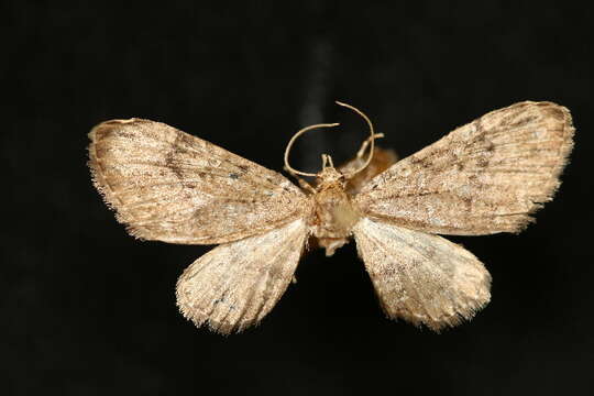 Image of Eupithecia longipalpata Packard 1876