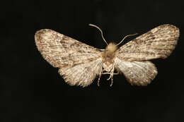 Image of Eupithecia longipalpata Packard 1876