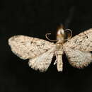 Слика од <i>Eupithecia interruptofasciata</i>