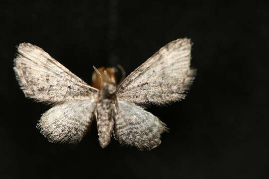 Image of Eupithecia ornata Hulst 1896