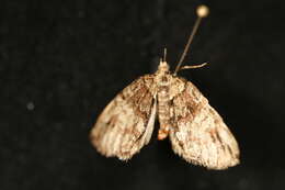 Image of Hydriomena irata Swett 1910