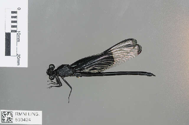 Image of Dysphaea Selys 1853