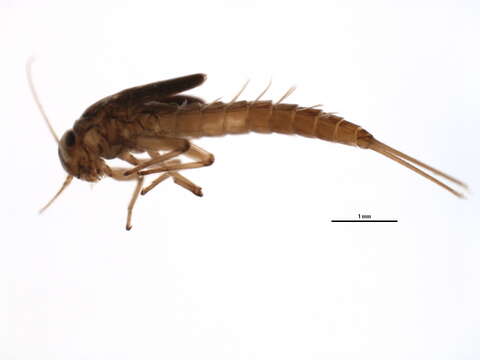 Image of Baetis foemina McDunnough 1936