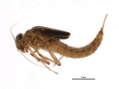 Image of Baetis foemina McDunnough 1936