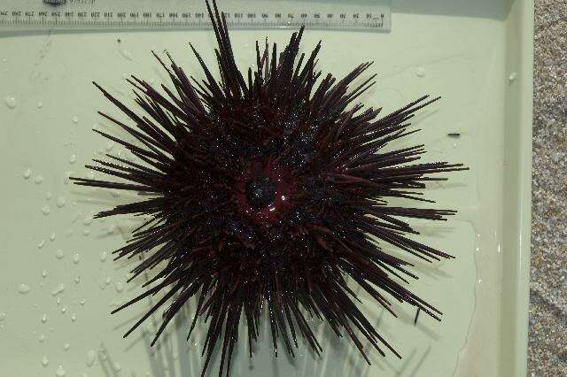 Image of Spiny Sea Urchin
