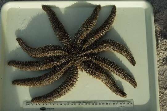 Image de Coscinasterias Verrill 1867