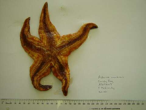 Image of northern Pacific sea star