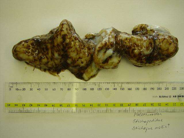 Image of Stichopus mollis