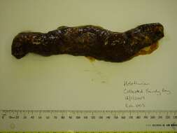Image of Stichopus mollis