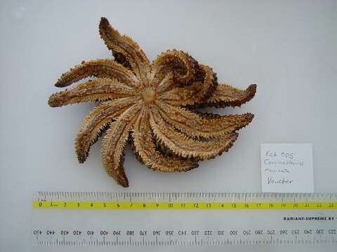 Image of Eleven-armed seastar