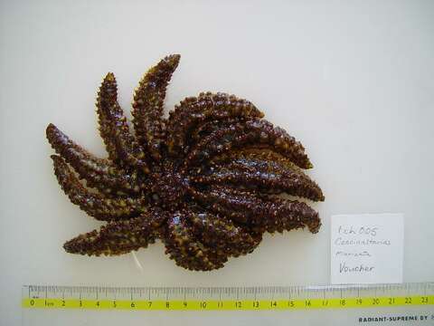 Image of Eleven-armed seastar