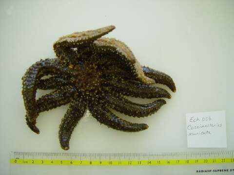 Image of Eleven-armed seastar