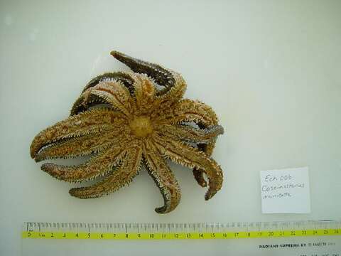 Image of Eleven-armed seastar