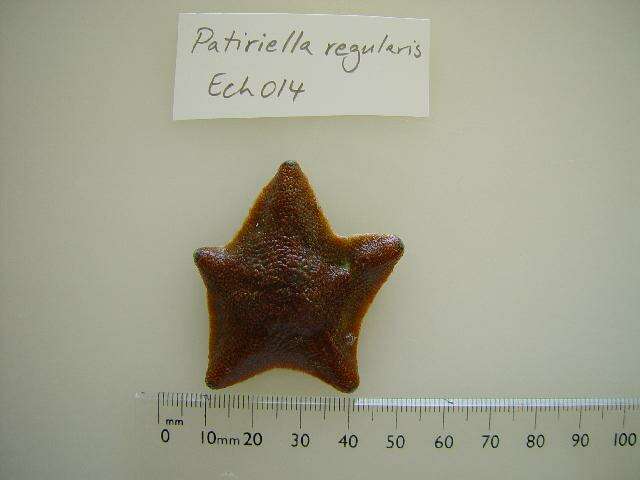 Image of Patiriella regularis (Verrill 1867)