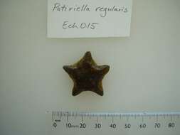 Image of Patiriella regularis (Verrill 1867)