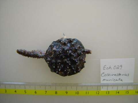 Image of Eleven-armed seastar