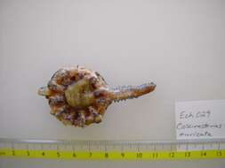Image of Eleven-armed seastar