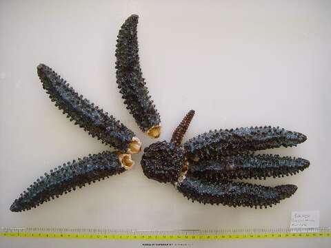 Image of Eleven-armed seastar