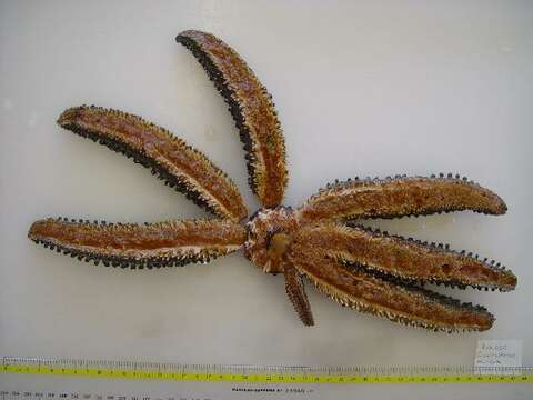 Image of Eleven-armed seastar