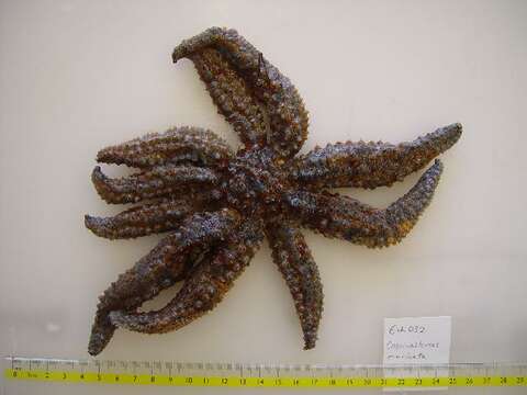 Image of Eleven-armed seastar