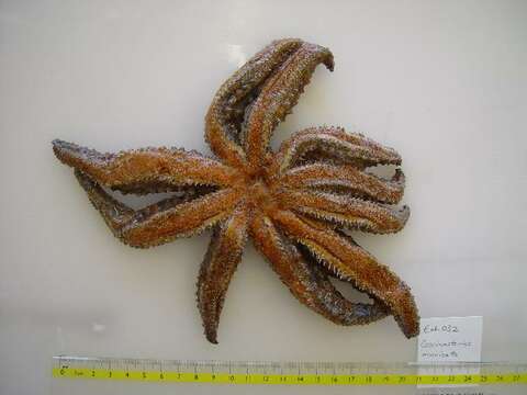 Image de Coscinasterias muricata Verrill 1867