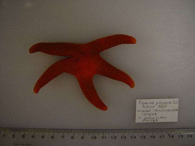 Image of Fromia polypora H. L. Clark 1916