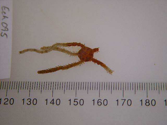 Image of Ophioplax lamellosa Matsumoto 1915