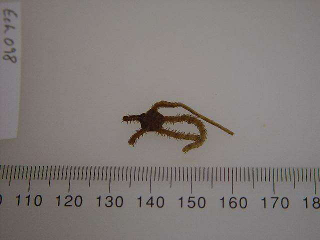 Image of Ophioplax lamellosa Matsumoto 1915