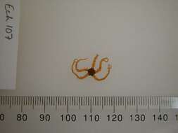 Image of Ophiactis abyssicola (M. Sars 1861)