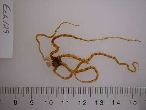 Image of Ophionereis terba