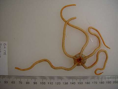 Image of Ophiopsammus angusta Vail & Rowe 1989