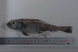 Image of cod icefishes