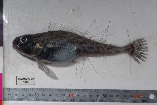 Image of Bigeye notothen