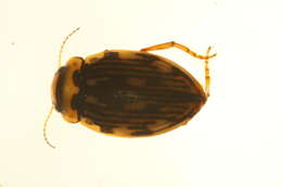 Image of Nebrioporus macronychus (Shirt & Angus 1992)