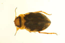 Image of Nebrioporus macronychus (Shirt & Angus 1992)