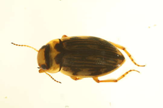 Image of Nebrioporus macronychus (Shirt & Angus 1992)